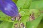 Bottle gentian